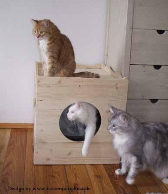 Tolle Wurfkisten und Katzentoiletten Umbauten und vieles mehr... - Norwegische Waldkatze - Rietberg