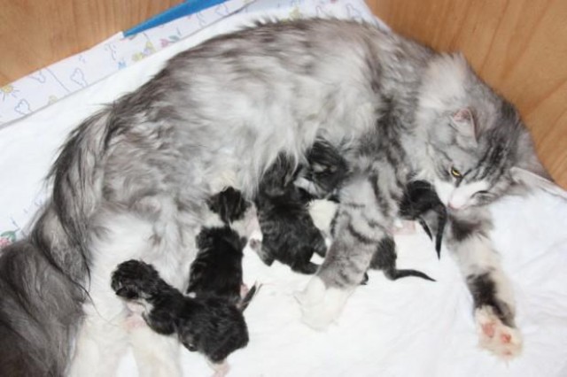 6 wunderschöne Kitten - Norwegische Waldkatze - Weidhausen