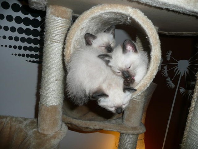 Siam Kitten / Babykatze / Katze zu verkaufen - Siam - Lahnau