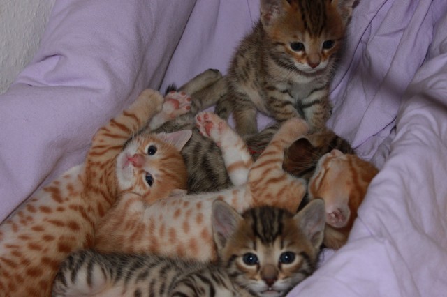 Bengal Kitten in silber - Bengal - Frankfurt