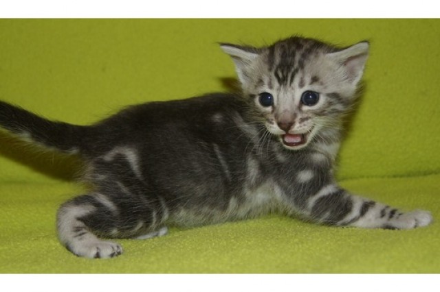 *Süße Bengal Kitten- 5 Kater aus der besten Zuchtlinie*  - Bengal - Munchen