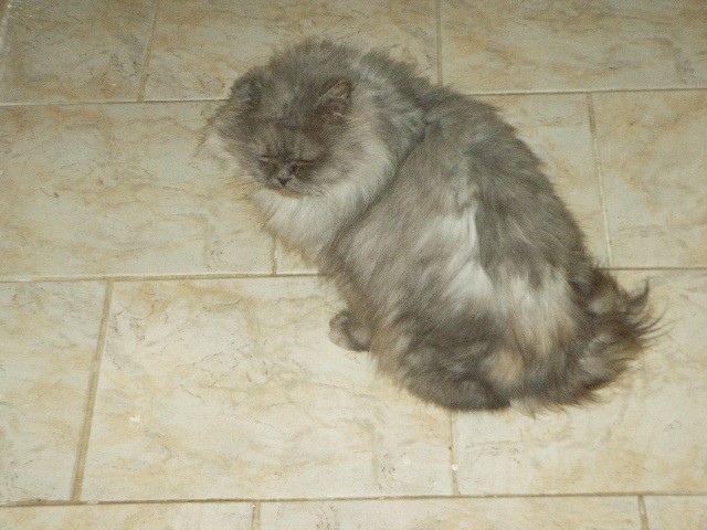 Perser norweger mix kater  - Mischling - Grethem