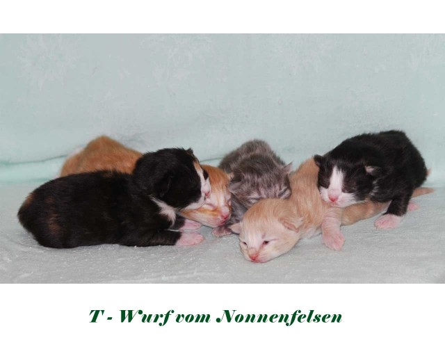 Süße Kitten abzugeben - Norwegische Waldkatze - Ebersbach-Neugersdorf