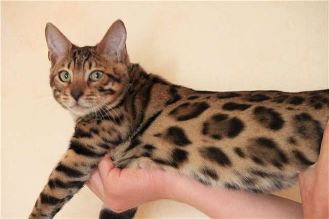 Bengalkatzen - Bengal - Berlin