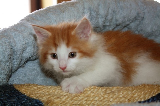 2 Norwegertrolle suchen ab Mitte Juni einen neuen Wirkungskreis - Norwegische Waldkatze - Duisburg