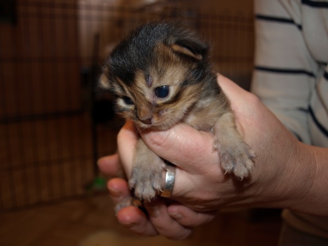 Cattery of Slyfox - Somali - Bad Hersfeld