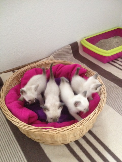 4 Süße Siam-Kätzchen suchen ein neues zuhause - Siam - Aachen