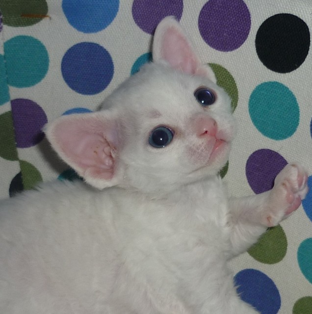 Devon Rex Süße Katzenbabys - Devon Rex - Georgensgmünd
