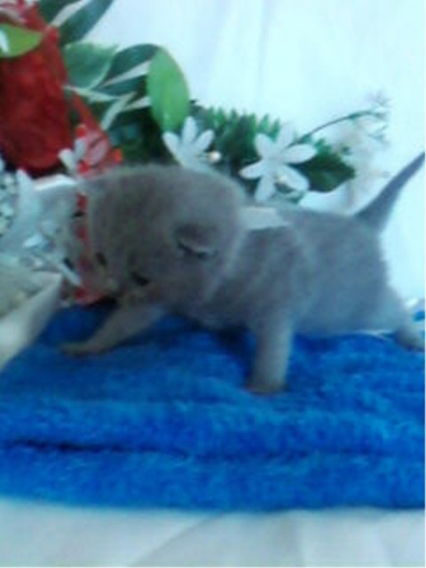 Zuckersüße BKH Kitten mit Stammbaum - British Kurzhaar - Simmerath