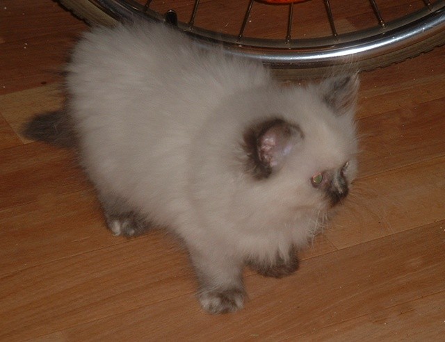 Unsere Britenbärchen (Lang-und Kurzhaar) m. P. suchen ab sofort neue Katzenelte - British Kurzhaar - Bad Oeynhausen