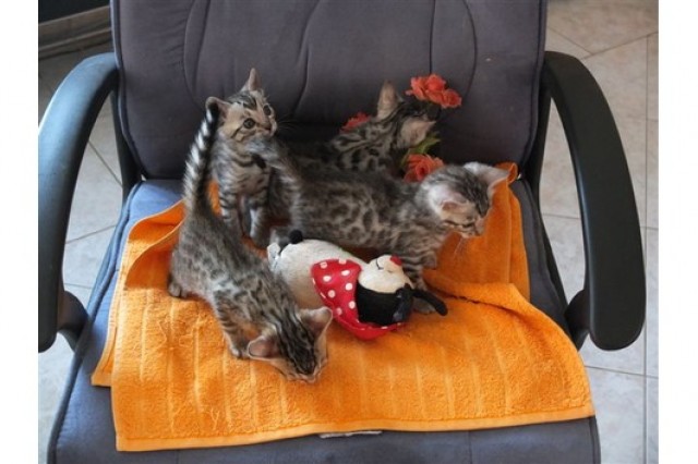 Extra-Klasse Bengal-Katzen (TICA-EU) - Bengal - Munchen