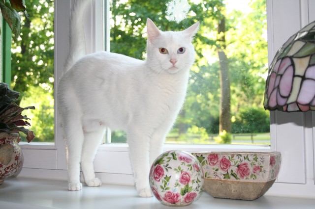 Türkisch Van Katze - Katzen Sonstige - Potsdam