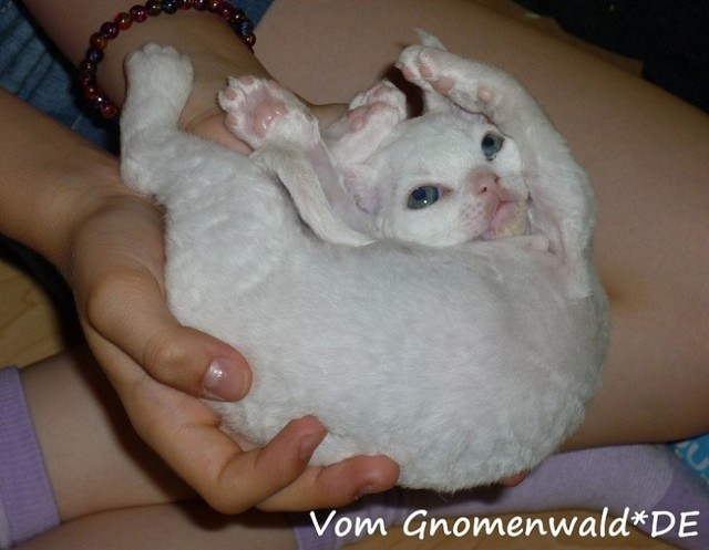 Devon Rex Kätzchen - Devon Rex - Georgensgmünd
