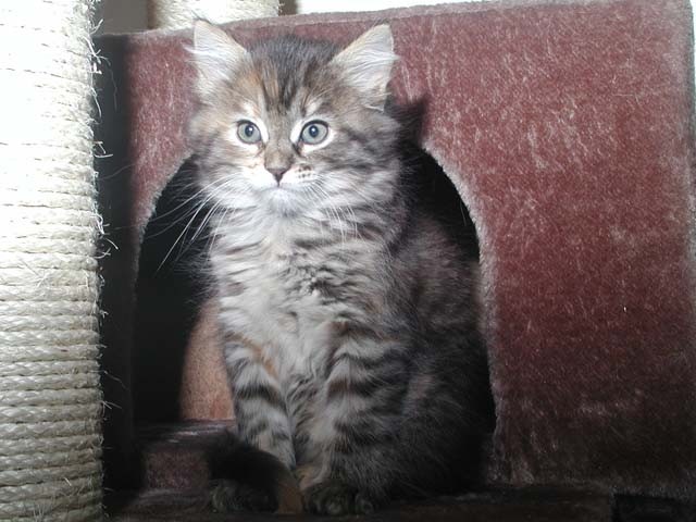 Sibirische Katzenkinder suchen ein neues liebevolles Zuhause - Sibirische Katze - Waldbreitbach