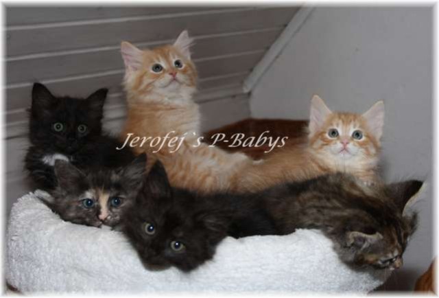 Jerofej s P-Babys, Jungs und Mädels - Sibirische Katze - Bensheim