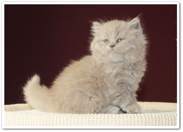 Für unsere Bärchenbande suchen wir - British Kurzhaar - Nedlitz