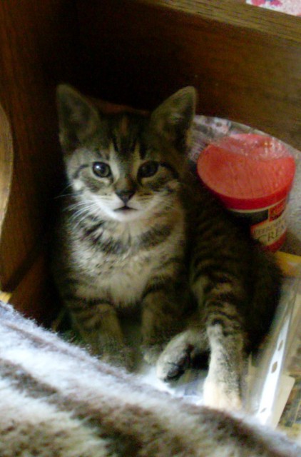 Katzensitter für eine Woche im Juli gesucht - Katzensitter - Gotha