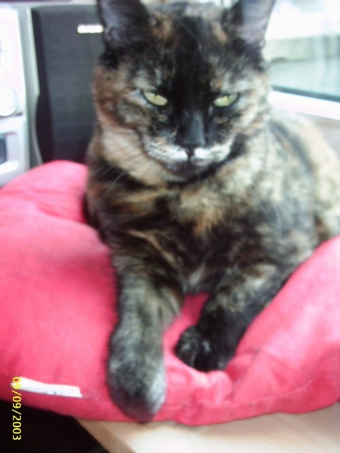 Katze entlaufen in LU-Mundenheim, Nähe Zedtwitzpark - Hauskatzen - ludwigshafen