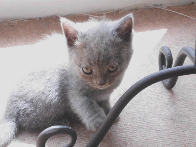 5 süße BKH Kitten suchen ein Zuhause - British Kurzhaar - Marienheide