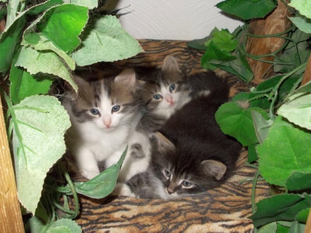 Gilda, Gustav und Gustl - Sibirische Katze - Grimma