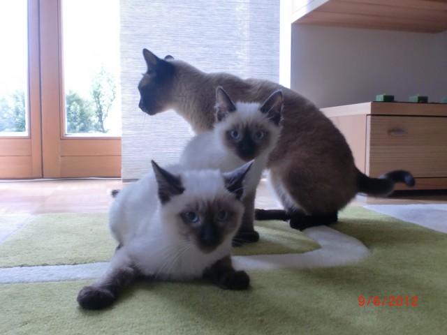 Siam Katzen - Siam - Hammelburg