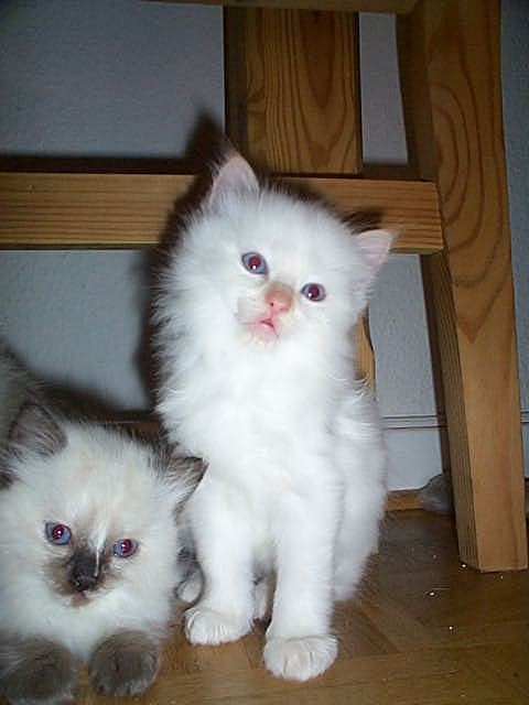 Edelkatzen-Ragdoll Kitten Abzugeben - Ragdoll - Düsseldorf