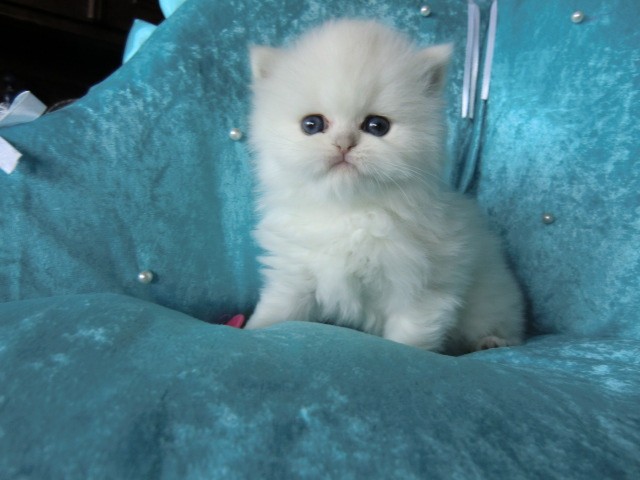 Reinrassige Superschmuser mit Stammbaum - Exotic Shorthair - Köln