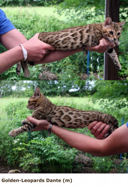 Bengal - Bub  Dante  sucht Dosenöffner :) - Bengal - Oberkotzau