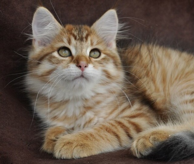 Schöne Gold Sibirische männlich! - Sibirische Katze - Wroclaw