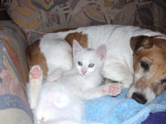 Schmußebärchen suchen ein zuhause - Angora - Imsbach