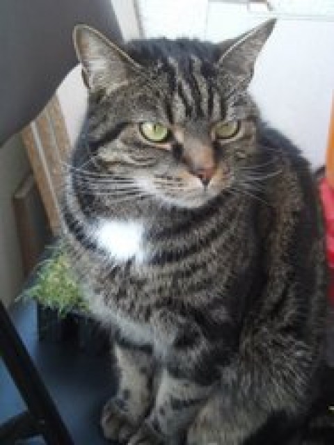 Suchen neues Zuhause für unseren Kater - Katzen Sonstige - Köln