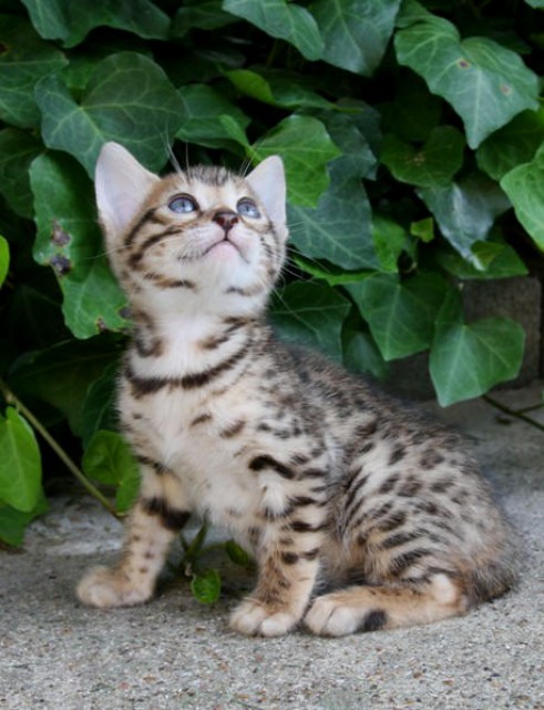 Hauskatzen - Kitty und Molly - Bengal - Düsseldorf