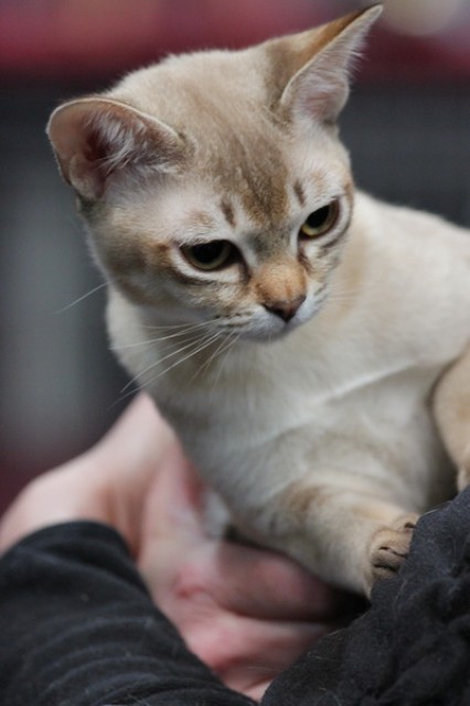 Burma Jungkatzen abzugeben - Burma - Plettenberg