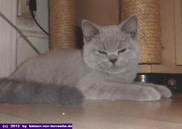 Reinrassige Britisch Kurzhaar Katzen - British Kurzhaar - Mannheim