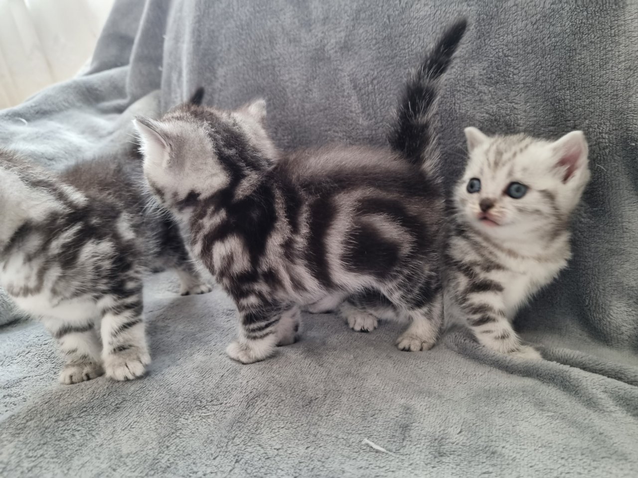 BKH Silver Tabby Kitten Reinrassig - British Kurzhaar - Nordwalde