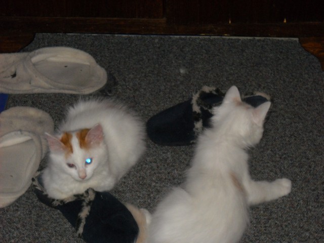 Türkisch Van Kätzchen! - Katzen Sonstige - Falkenberg