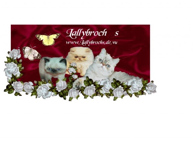 Allerliebste Perser & Exotic Babys - Colourpoint - Dortmund