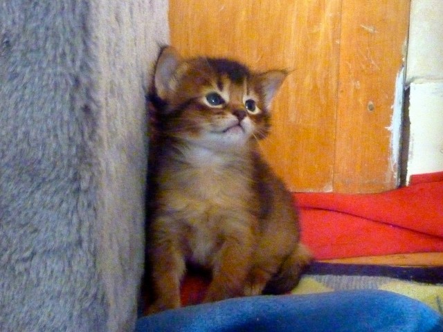 Somalikitten Ende September abzugeben - Somali - Oppenheim
