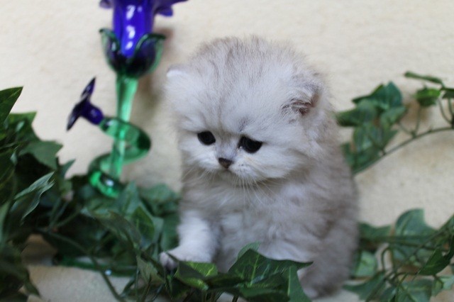 Reinrassige Perserbabys in gold und silber  - Perser - Velden