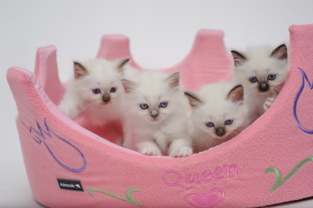 Bezaubernde Heilige Birma Kitten mit Papieren suchen ein liebes neues Zuhause - Birma - Döbeln