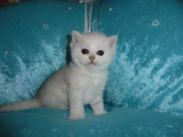 Exzellenter Megaschmuser mit pflegeleichtem Plüschfell - Exotic Shorthair - Köln