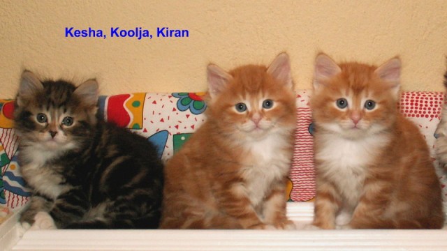 Reinrassige Sibirische Schmusekaterchen suchen neue Familien - Sibirische Katze - Ronneburg-Hessen