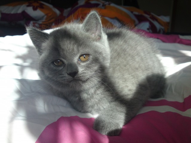 Blaues Kartäuser Kitten sucht ab 01.09.12 neue Dosenöffner - Kartaeuser - Wandlitz