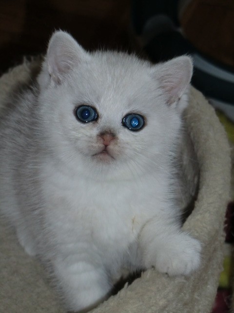 Superschmuser mit Stammbaum - Perser - Köln