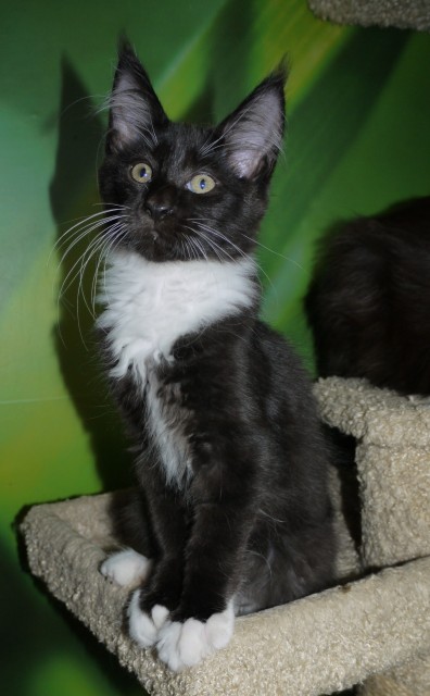 2 XXL Kitten 12 Wochen mit Stammbaum suchen ein neues zu Hause - Maine Coon - Gummersbach