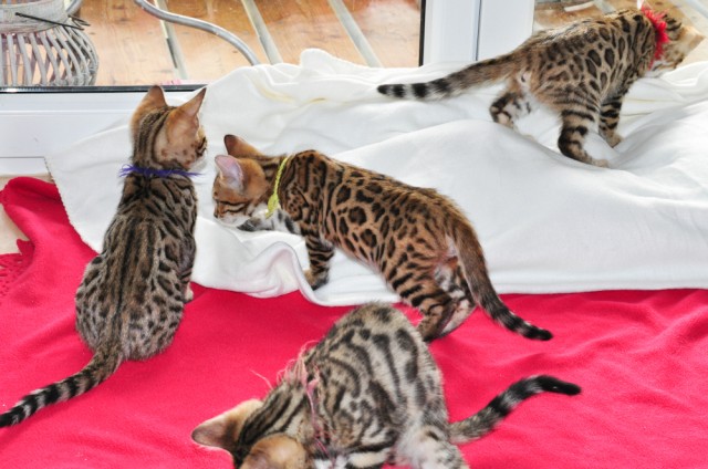 Süße Bengal-Kitten zu verkaufen - Bengal - Vilshofen