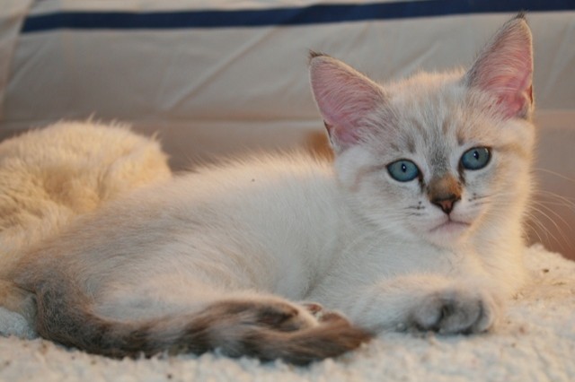 Katze Kätzchen in Mainleus vermisst. Finderlohn ! ! ! - Katzen Sonstige - Mainleus