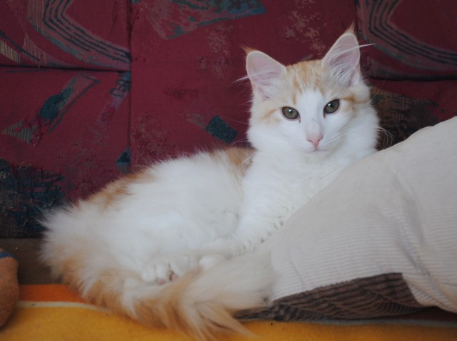 Kleine Trolle suchen Personal auf Lebenszeit zum Kuscheln  - Norwegische Waldkatze - Telgte