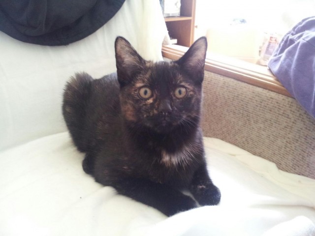 Kleines süßes Katzenmädchen in liebevolle Hände abzugeben - Freigaenger - Görlitz