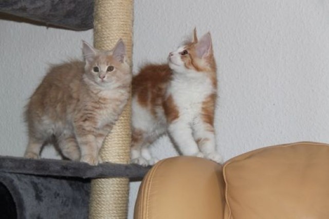 5 süße Maine Coon Kätzchen zu verkaufen! - Maine Coon - Magdeburg